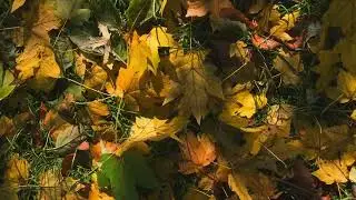 🌾 UŞŞAK MAKAMI - Gentle Melancholy & Nostalgia | Turkish Classical Meditation Music