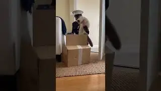 😺📦 Cat in the Box... Marine Mom Opens Front Door!