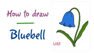 How to Draw a Bluebell Flower   Super Easy Drawing for Kids and Beginners #lidoartworks