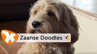 Zaanse Doodles in Lifestyle Experience op RTL4