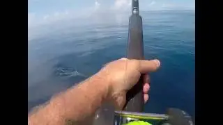 Fishing bait pods for kingfish