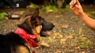 Extraordinary Dogs...GSD Named Buddy...Awesome!!!