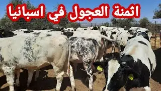 اثمنة العجول في اسبانيا على حسب السلالة والاوزان