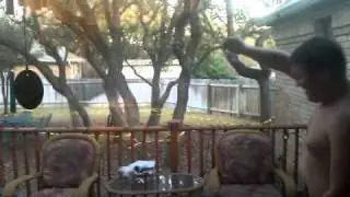 Great Dane jumping