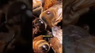 L&rsquo;utilit&agrave; dell&rsquo;igiene nelle api? 🐝🦠🤔