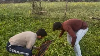 Khet me Russian | Russian ￼ke sath blast 💥 