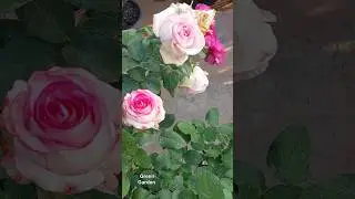 Rose I'd Jumelia.