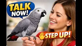 How to Train a Grey Parrot to Talk & Step Up on Your Hand (Fast Results!) | Parrot Training Secrets: