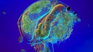 Living water flea - stacked still image from a video file