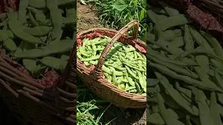 Harvest Flat Green Beans With Me!😃     #garden #greenbeans #homestead #harvest #country