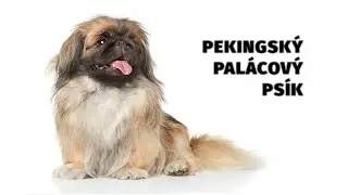 Pekingsk&yacute; pal&aacute;cov&yacute; ps&iacute;k - Atlas Plemen - Tlapka TV
