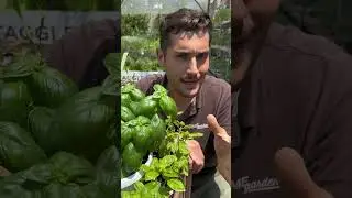 Come curare il Basilico