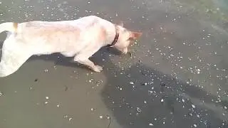 Cane curioso