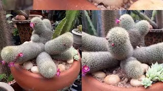 Cactos em Forma de Colônias/ CACTOS de Muito fácil o cultivo!