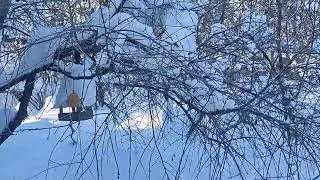 Кормлю птиц! #tiktok #reels #shorts #trending #animals #birds #синицы #птицы
