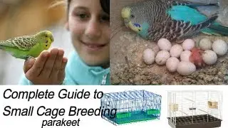 Complete Guide to small Cage Pet Parakeet || Single Cage Breeding Tips || How to breed parakeet
