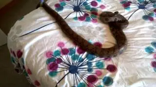 Sweet Natured - Brazilian Rainbow Boa