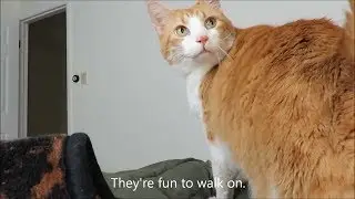 Real Men Love Cats