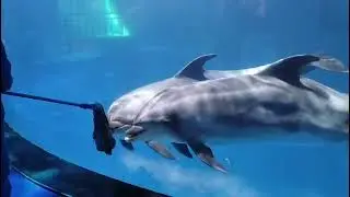 Inquisitive Dolphins Attracted to Mop As &ldquo;Interactive Teaser&rdquo; at Marine Park in Eastern China