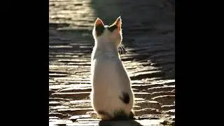 THE SHADOW KITTEN BY OLIVER HERFORD