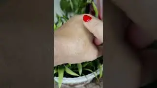 No dry skin !! Try this | pre makeup oil | for radiant & glass- glow  skin