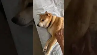 Шиба пищит как игрушка