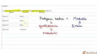In cartilaginous fishes, restiform (rope-like) bodies occur in  | 12 | VERTEBRATA-AGNATHA AND PI...