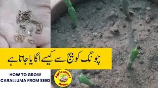 How to Grow Caralluma from seed/ Growing caralluma from seed