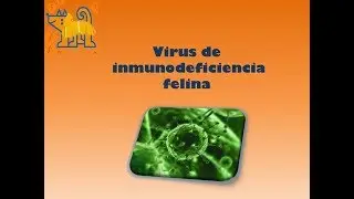 &iquest;Qu&eacute; es el Virus de inmunodeficiencia felina?