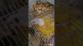Reptile Basics  Rat Breeding Cage ( Review )