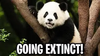 Top 10 Animals That Are Going Extinct!