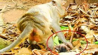 Poor Timo Baby Monkey, Tima So Much Tired Of Take Care Baby!