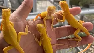 ALBINO IGUANA BABY MULAI PINDAH KANDANG OUTDOOR FULL!!