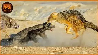 Craziest Honey Badger Attacks on Earth Ever Caught on Camera | Wild Animals