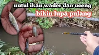 sensasi mancing wader dan uceng dengan cara nutul memang bikin nagih // micro fishing