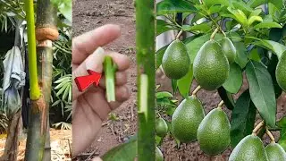 Incre&iacute;ble jard&iacute;n y granja de aguacates/Hidupkan Alpukat luar biasa /amazing gardens