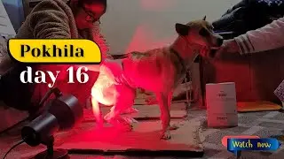 Pokhila&rsquo;s Fight for Recovery : A Paralyzed Street Dog&rsquo;s Inspiring Journey ❤️🐾 | WE animals Tezpur