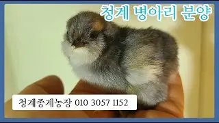 건강한 청계 병아리분양 & 청계 종계농장, 2026,1,31,