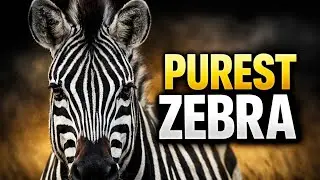 Crawshay Zebra Africa Rarest Purest Zebra Full Wildlife Documentary
