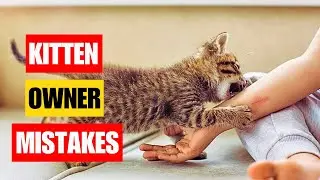 8 Common Mistakes Kitten Owners Make | Cat Owner Mistakes