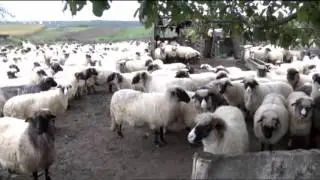 Plodovi zemlje - A&scaron;čićevih tisuće ovaca
