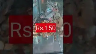 Flowerhorn clearance sale rs.150