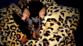Female No.1 - Prague Ratter from Bonbon