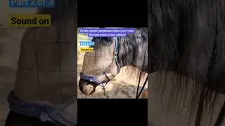 Horse and Human Interactions Part 2 of 3