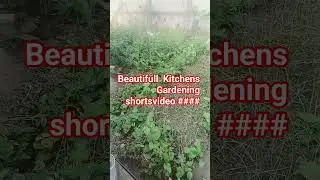 Beautifull views #kitchensupplies#geenese#Green Vegetable garden#shortsvideo