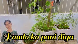 Saray poudo ko pani diya | shafin hurain vlog 