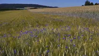 cornflower field