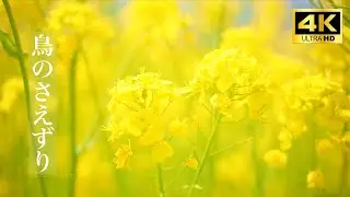 菜の花畑 x 鳥のさえずりASMR【高音質環境音】
