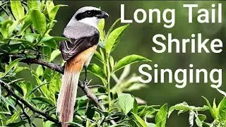 Shrike Bird Sound | Shrike Bird Singing | Long Tailed Shrike Call | Shrike