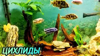 ЦИХЛИДЫ МАЛАВИ. РАССЛАБЛЯЮЩАЯ МУЗЫКА/ AFRICAN MALAWI CICHLIDS TANK/ FISH.